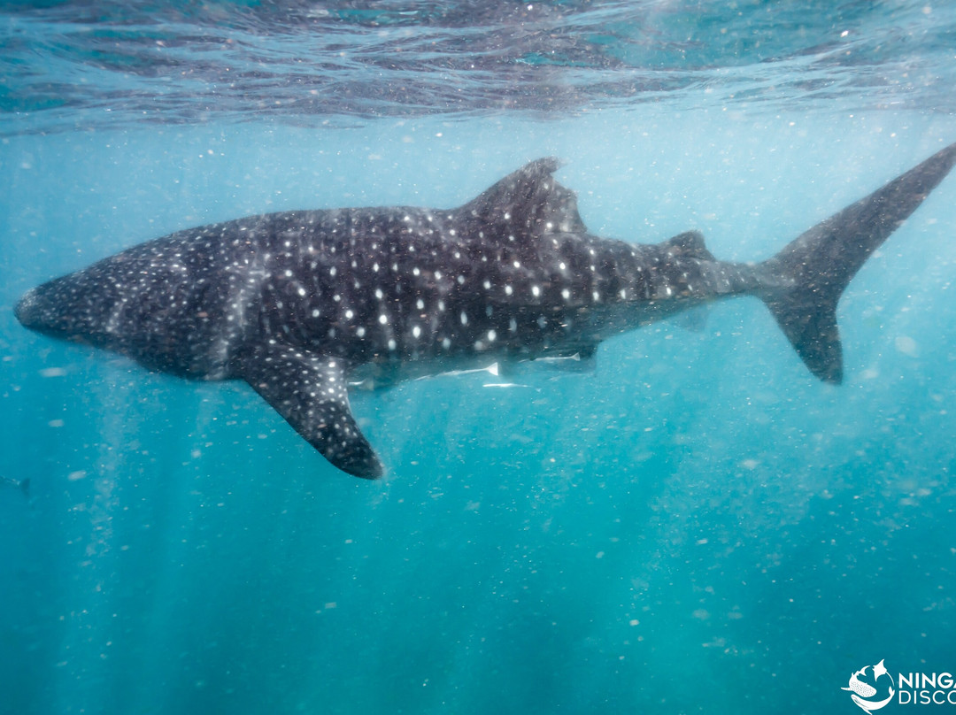 Ningaloo Discovery Whale Shark Tours-埃克斯茅斯必去景点