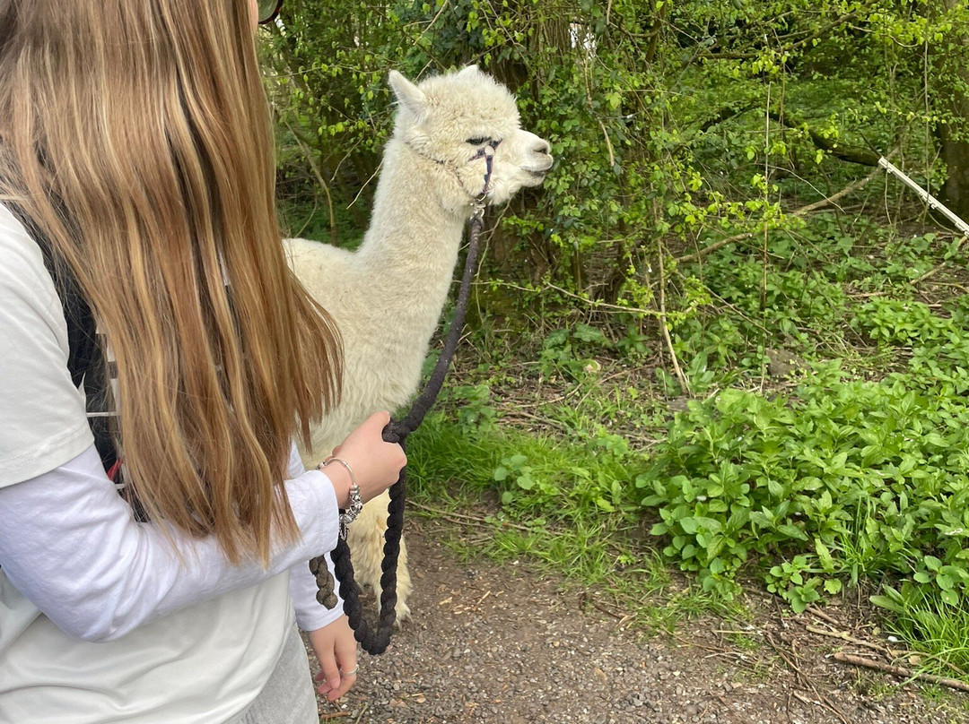 Hilly Ridge Alpacas-Wattisham必去景点