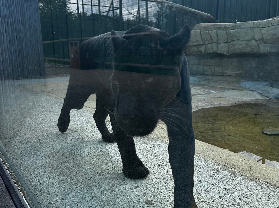 The Big Cat Sanctuary-Smarden必去景点