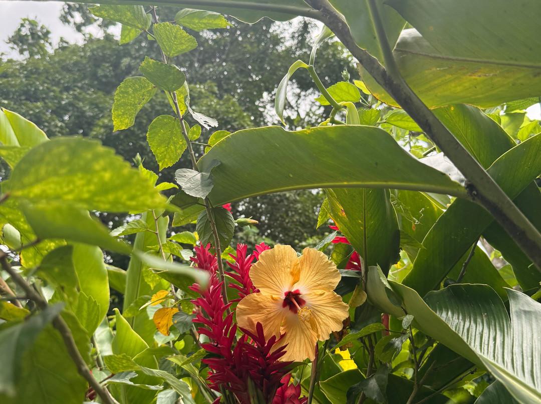 Sun Valley Plantation Hummingbird Garden-奥乔里奥斯必去景点