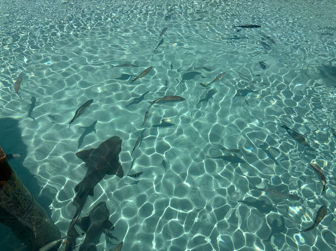 Coastline Adventures Exuma-大埃克苏马必去景点