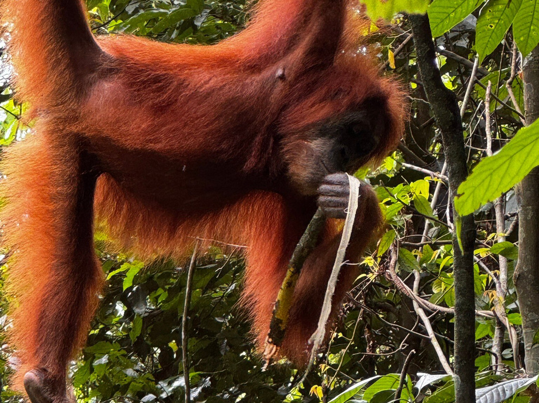 Depary Adventure Sumatra Tours-Binjai必去景点