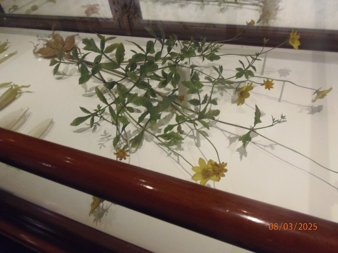 Harvard Museum of Natural History-剑桥必去景点