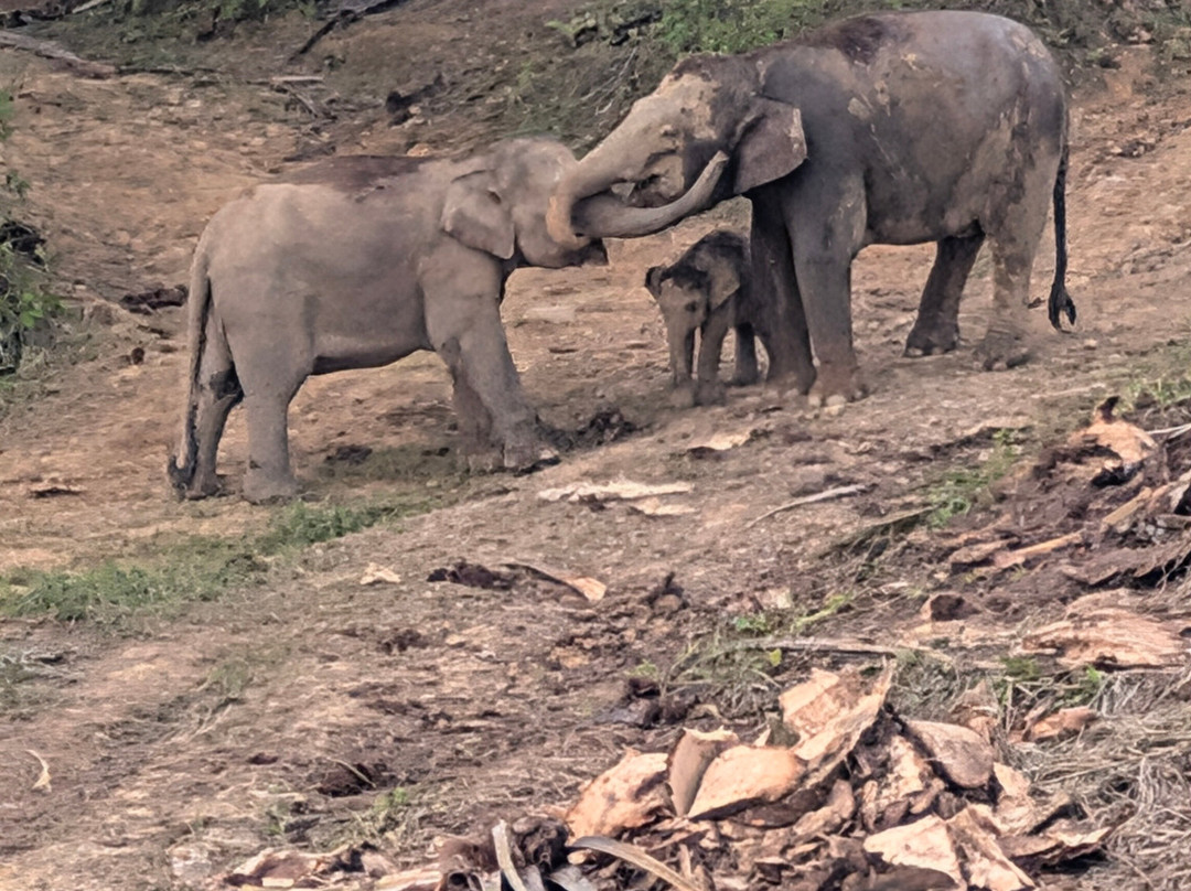 1StopBorneo Wildlife-斗湖必去景点