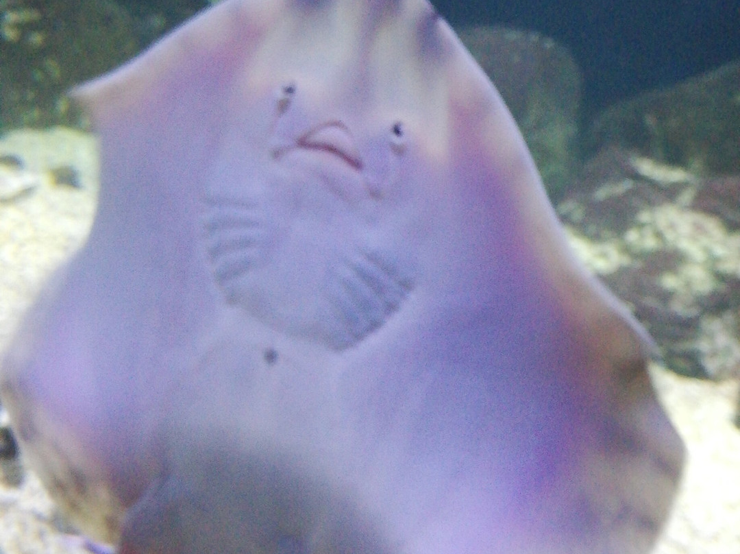 Aquarium de Vendée-Talmont Saint Hilaire必去景点