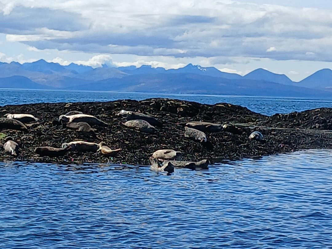 Calum's Seal Trips-Plockton必去景点