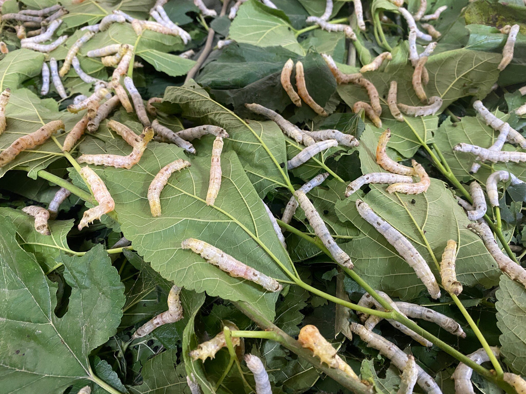 Silk Farm Bến Giá