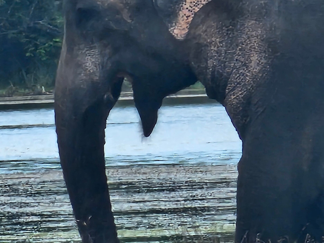 Ceylon Odyssey Travels & Tours-Kiribathgoda必去景点