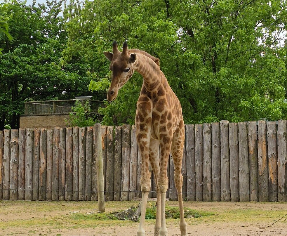 Touroparc Zoo-Romaneche-Thorins必去景点