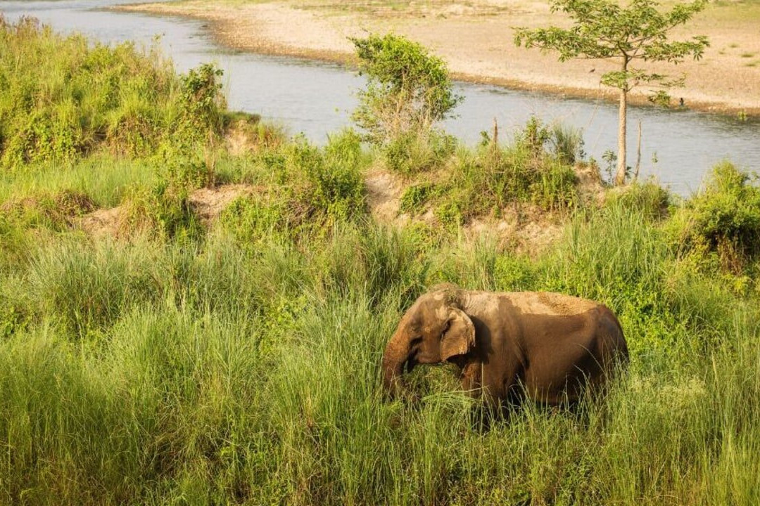 Chitwan National Park-苏拉哈必去景点