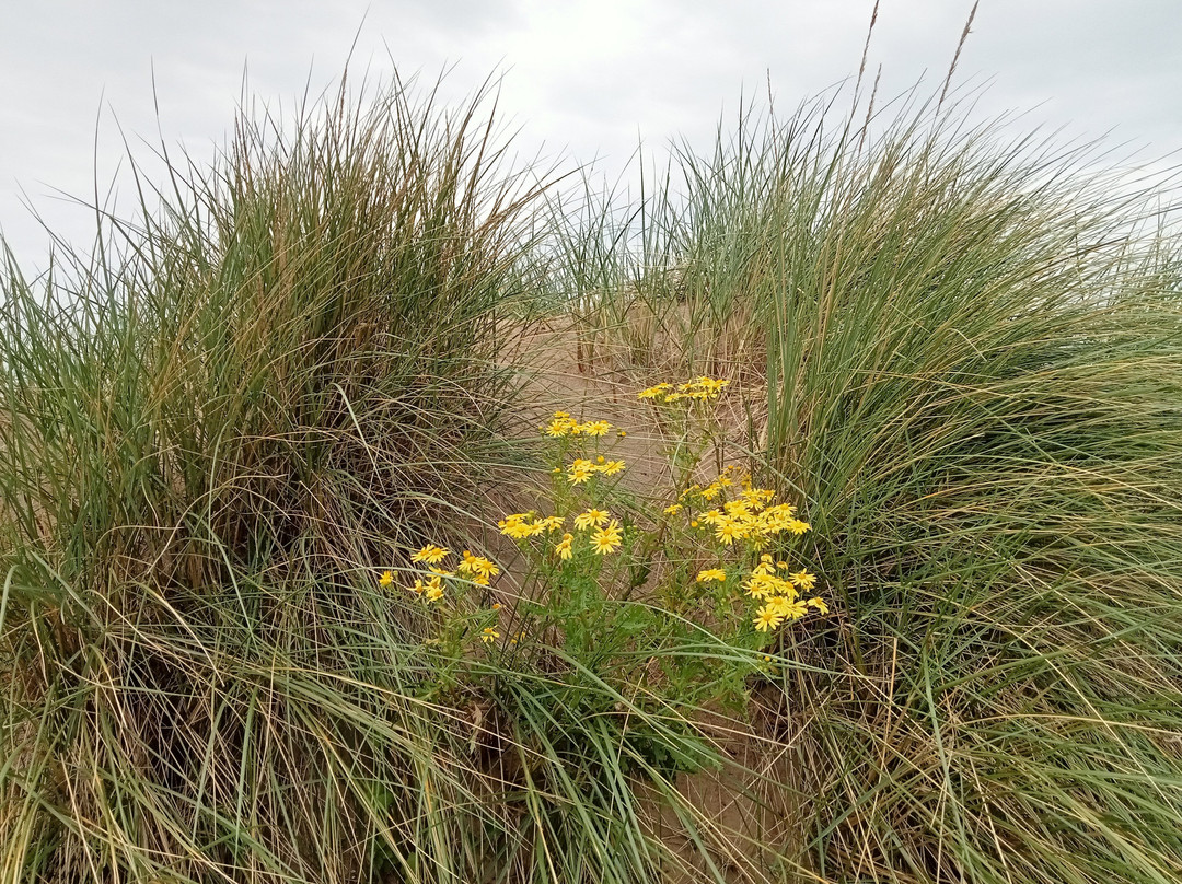 Crosby Beach-克罗斯比必去景点