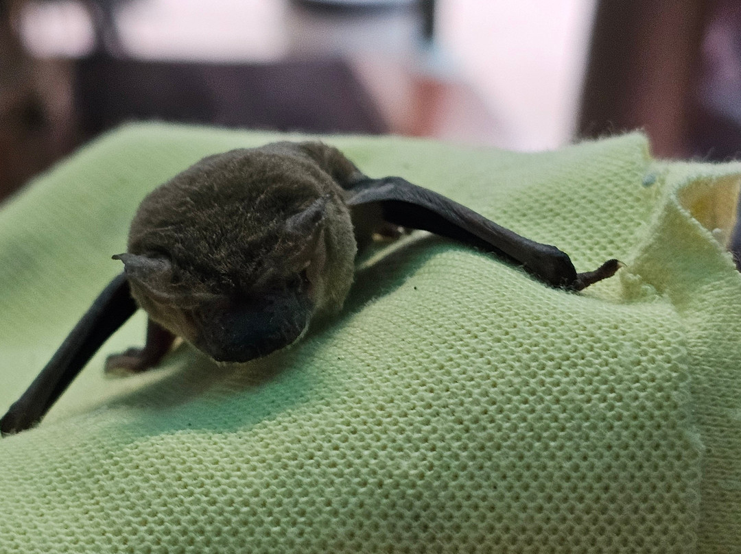 The Bat Hospital Visitor Centre- 阿瑟顿必去景点
