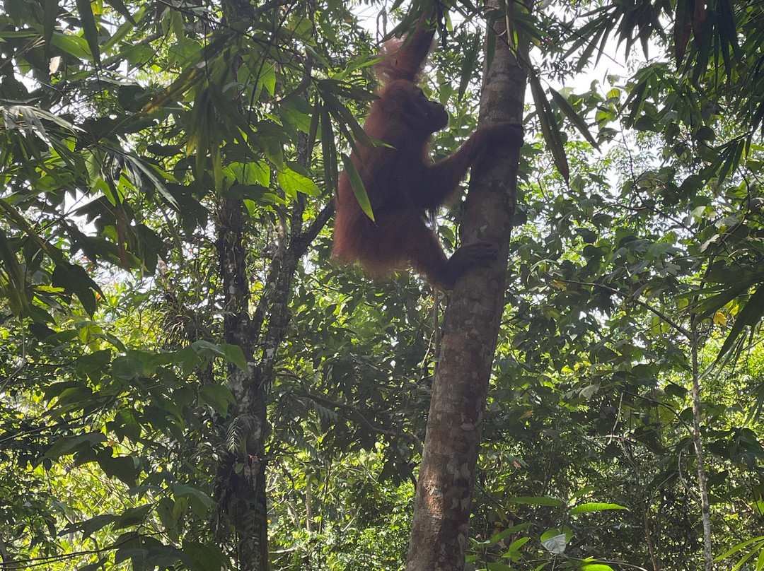 Sumatra Orangutan Explore-武吉拉旺必去景点