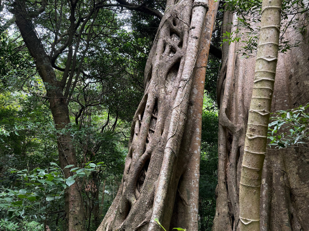 Arenal Hanging Bridges-阿雷纳火山国家公园必去景点