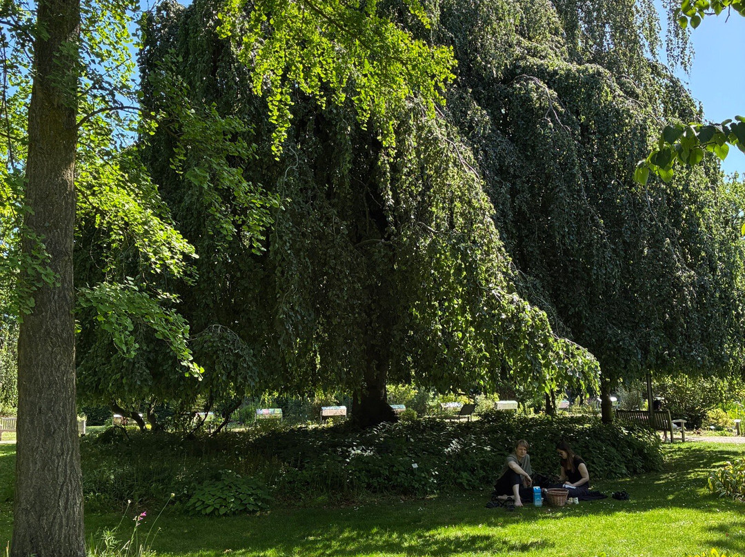 Hortus Botanicus Leiden-莱顿必去景点