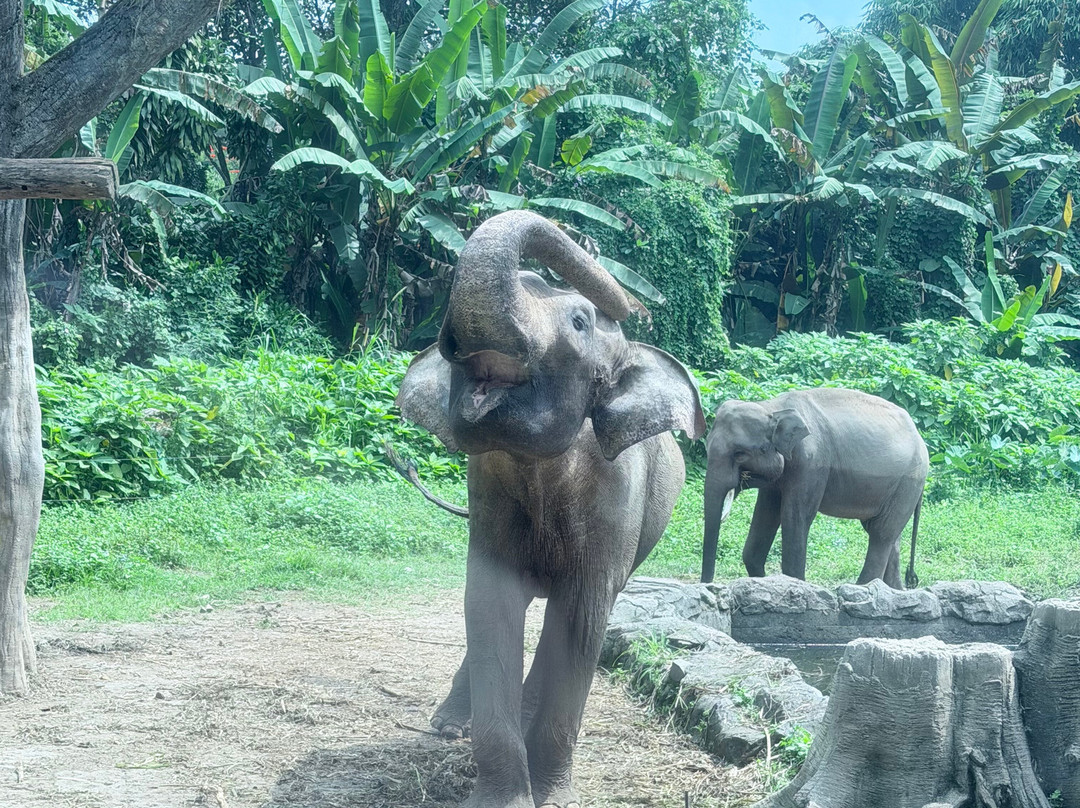 Taman Safari Indonesia Bogor-Cisarua必去景点