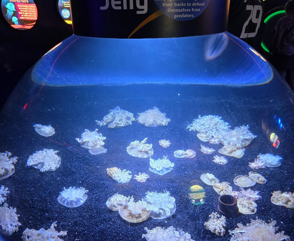 里普利水族管-美特尔海滩必去景点