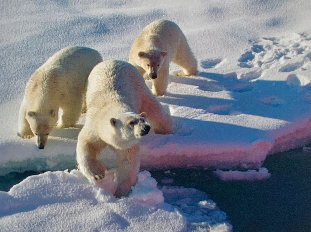 The Polar Museum, Scott Polar Research Institute-剑桥必去景点