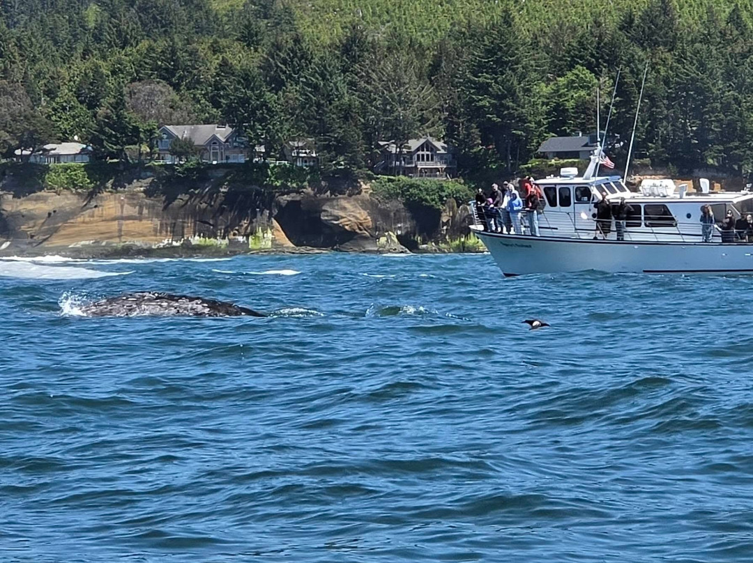 Whale Research EcoExcursions-Depoe Bay必去景点