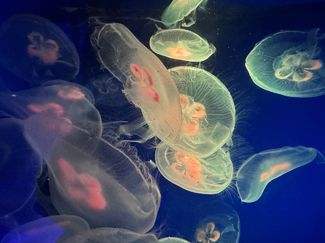 Acquario Cala Gonone-Dorgali必去景点