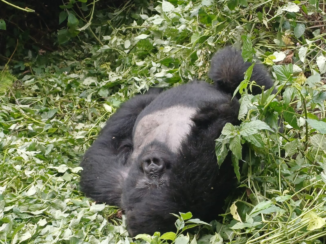 Primate Safaris-吉佳利必去景点