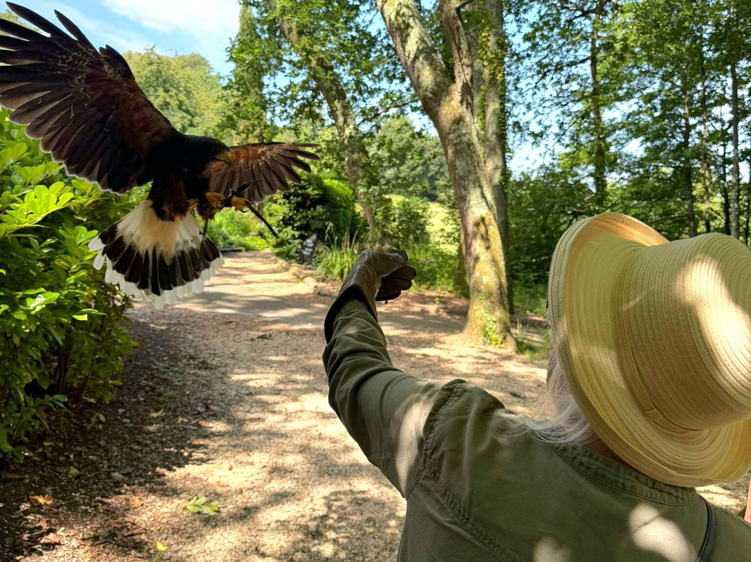 The Falconry Experience-纽波特必去景点