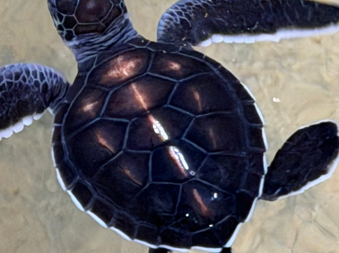Galbokka Sea Turtle Hatchery-科斯戈德必去景点