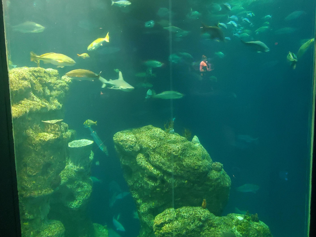 South Carolina Aquarium-查尔斯顿必去景点