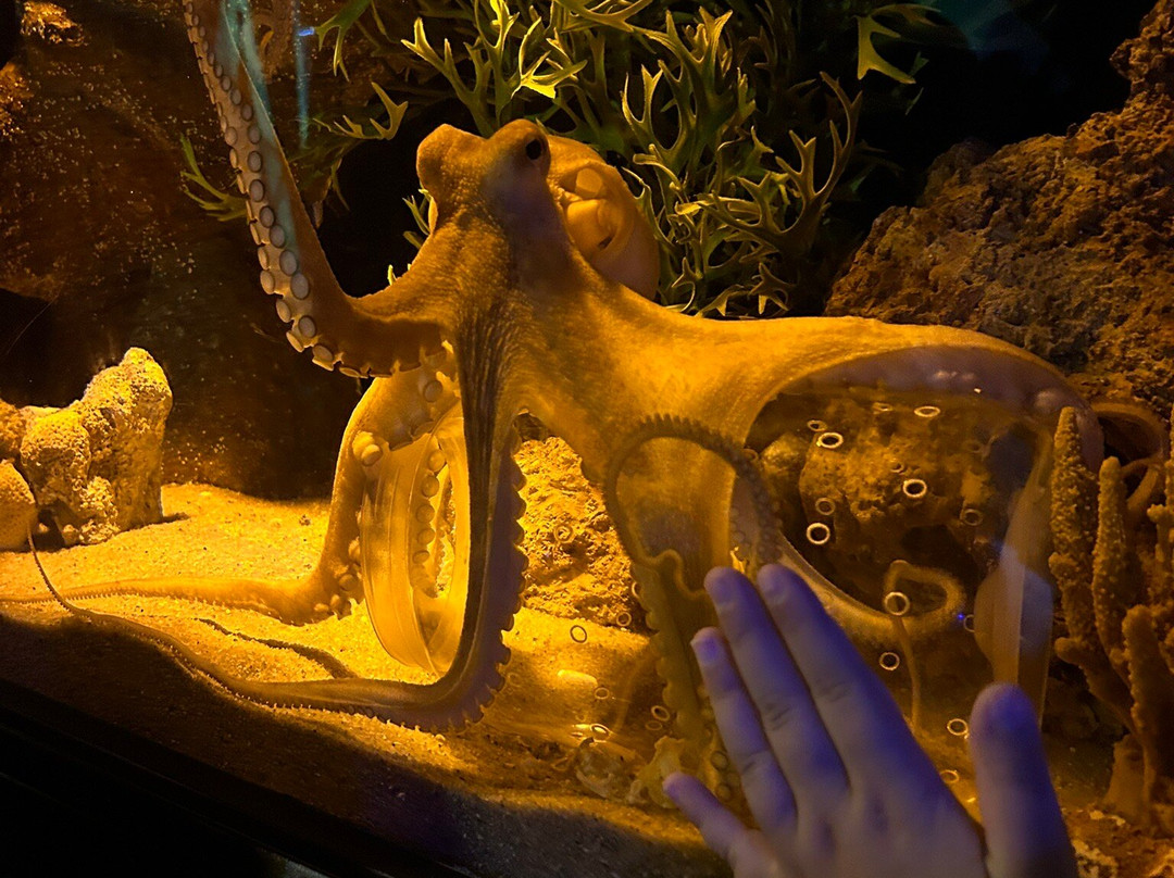 Oceanic Aquarium-康泊琉海水浴场必去景点