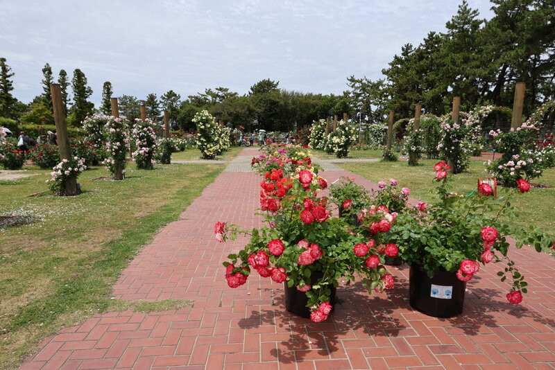 Hamadera Park-坂井市必去景点