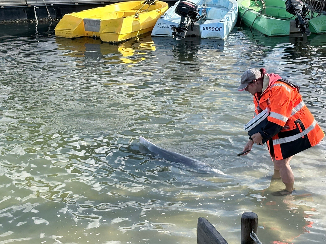 Barnacles Dolphin Centre-Tin Can Bay必去景点