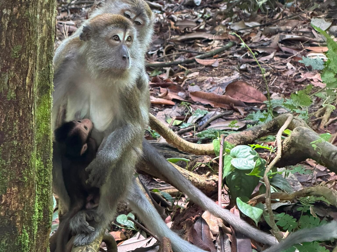 Sumatra Orangutan Explore-武吉拉旺必去景点