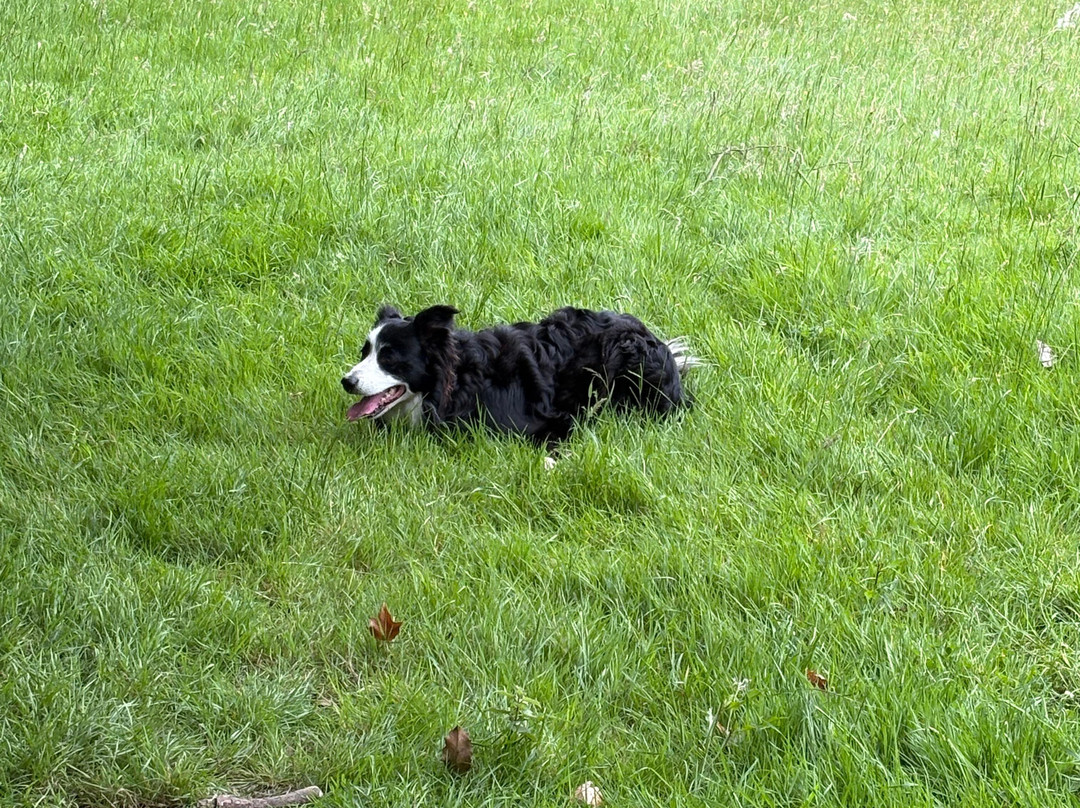 Kilkenny Sheepdog Experience-Thomastown必去景点