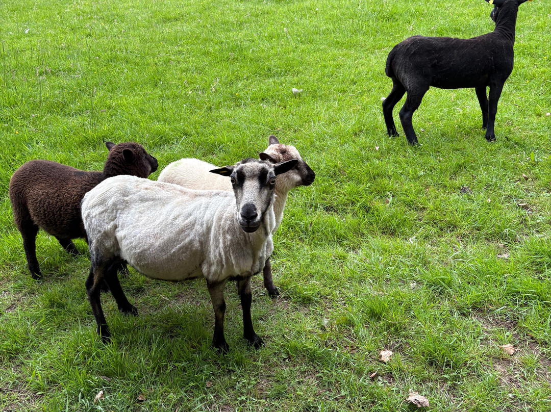 Kilkenny Sheepdog Experience-Thomastown必去景点