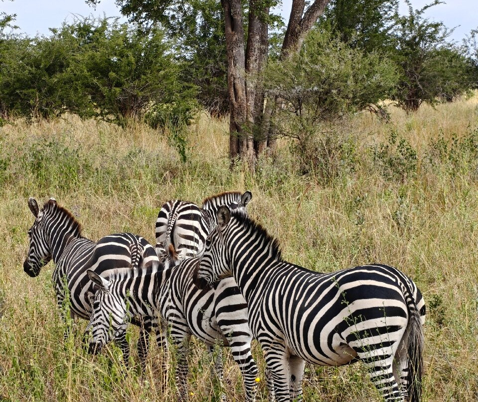 Tarangire National Park-塔兰吉雷国家公园必去景点