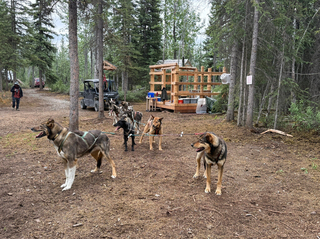 Waylon's Way Dog Sledding-McCarthy必去景点
