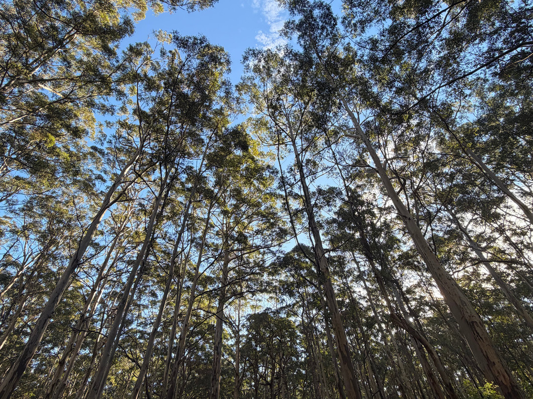 Ecoadventures Margaret River-Boranup必去景点