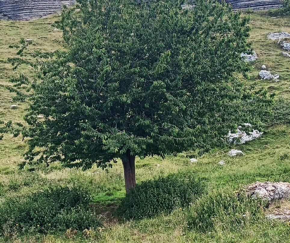 Parco Naturale Regionale della Lessinia-Bosco Chiesanuova必去景点