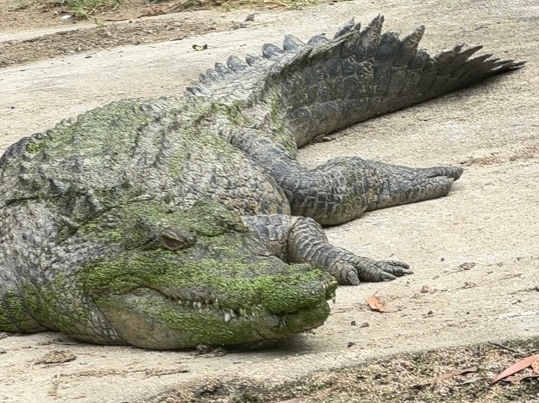 Hartley's Crocodile Adventures-Wangetti必去景点