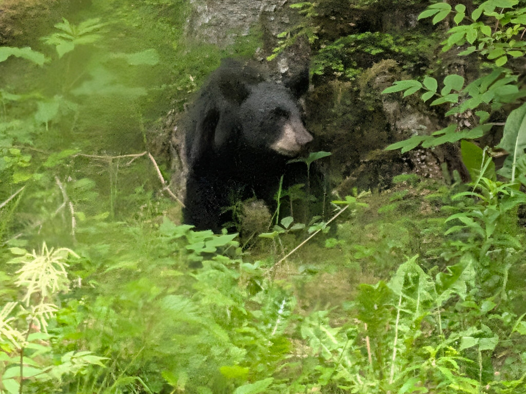 Glacier Bay's Bear Track Inn主图