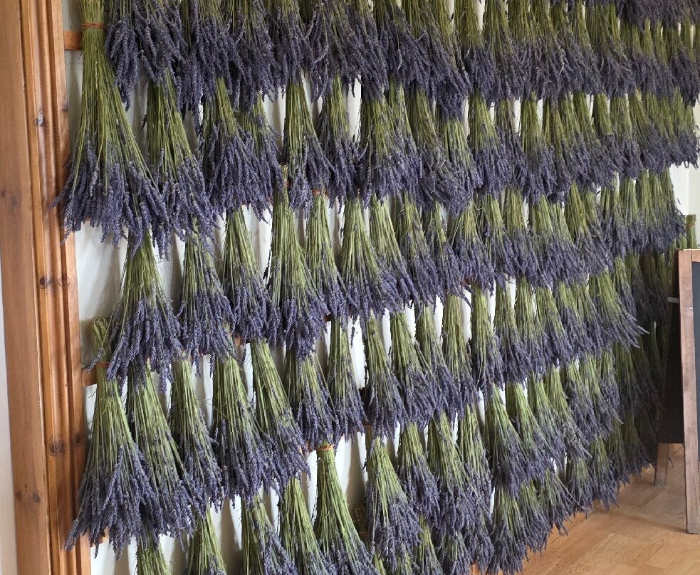 Yorkshire Lavender-Terrington必去景点