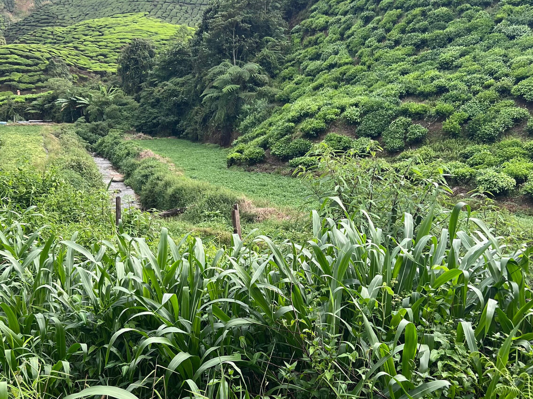 Cameron Bharat Tea Estate-丹那拉塔必去景点