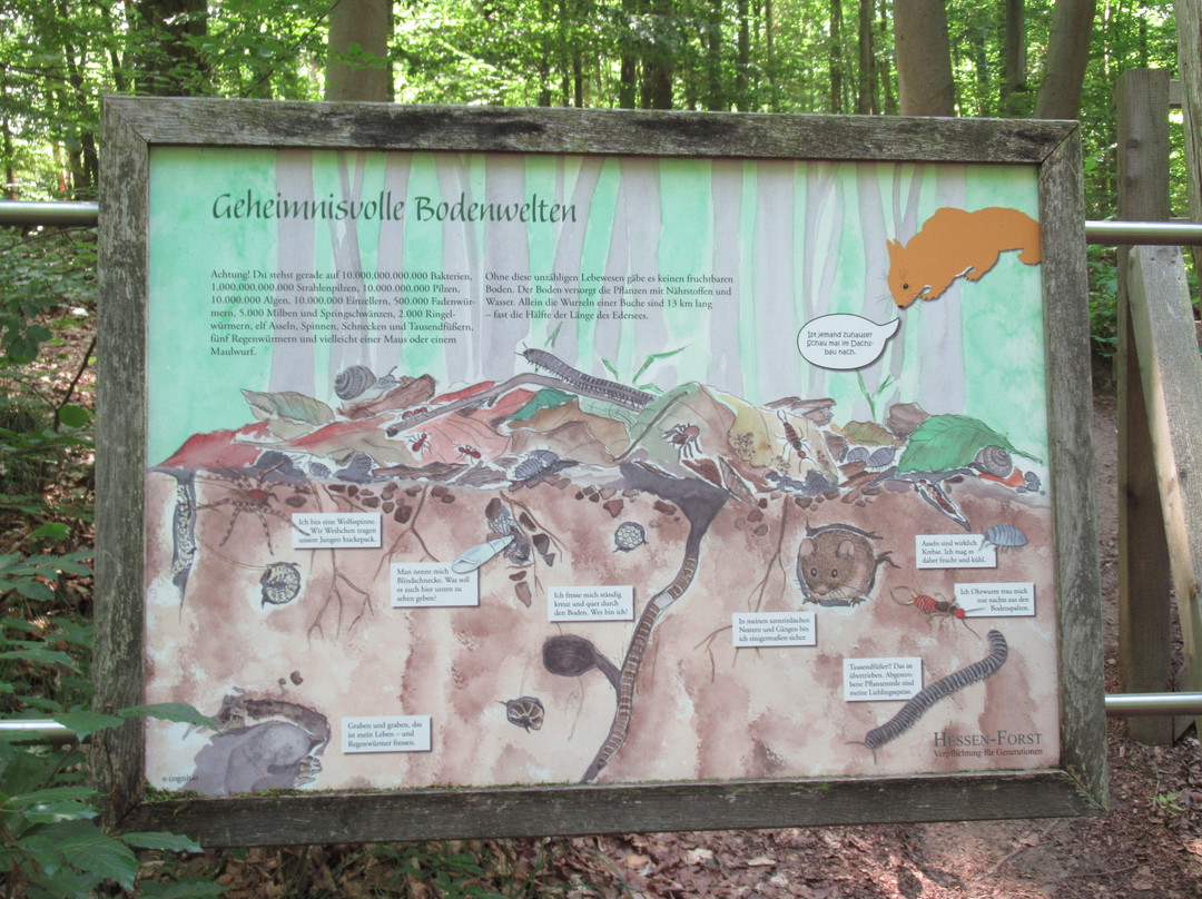 Baumkronenweg Edersee-Edertal必去景点
