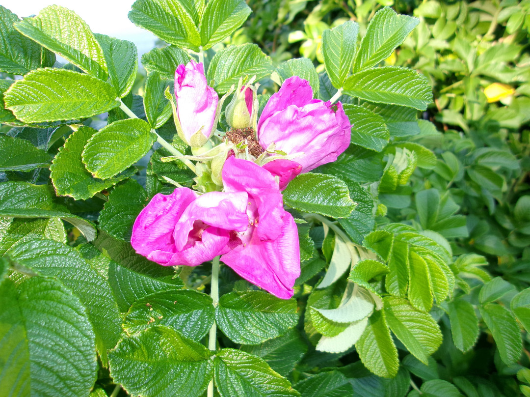 Schanda Conservation Park-Newmarket必去景点