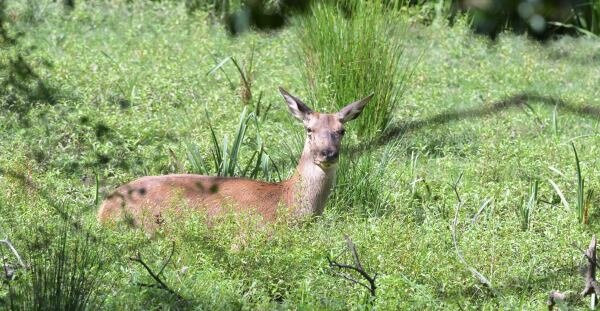 Knepp Wildland Safaris-霍舍姆必去景点