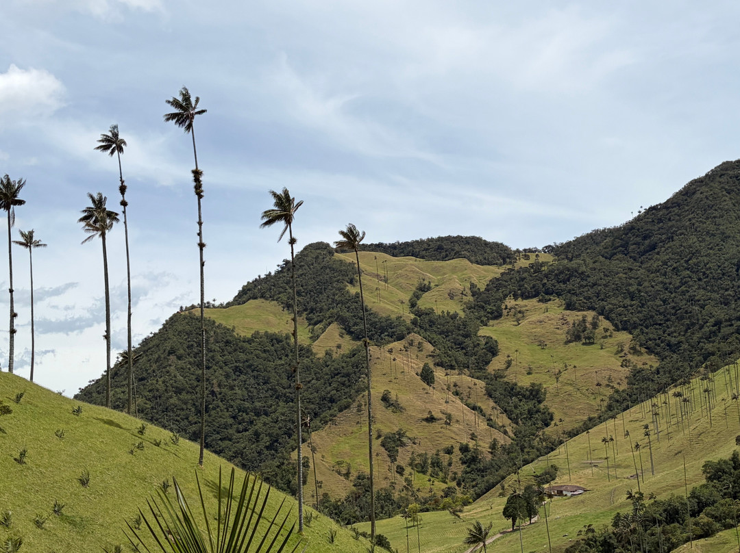 Valle del Cocora-萨伦托必去景点