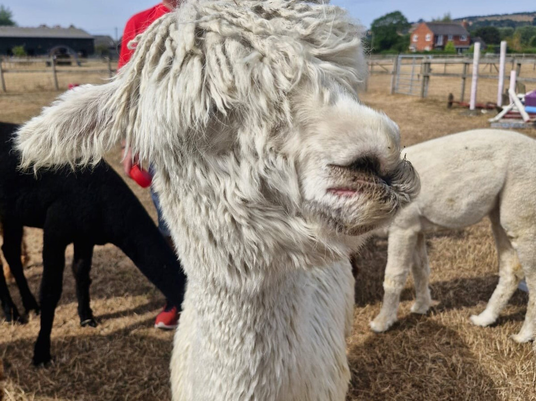 Cotswold Vale Alpacas-伊夫舍姆必去景点