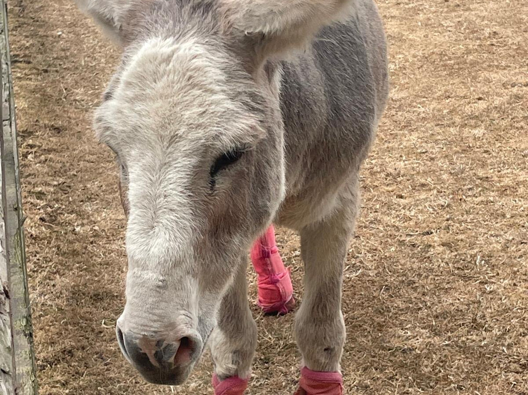 Radcliffe Donkey Sanctuary-Huttoft必去景点