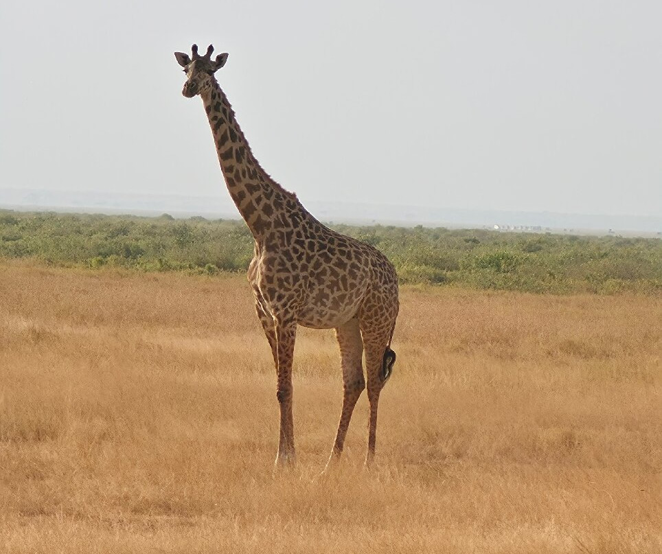 Leopard Orchid Safaris-内罗毕必去景点