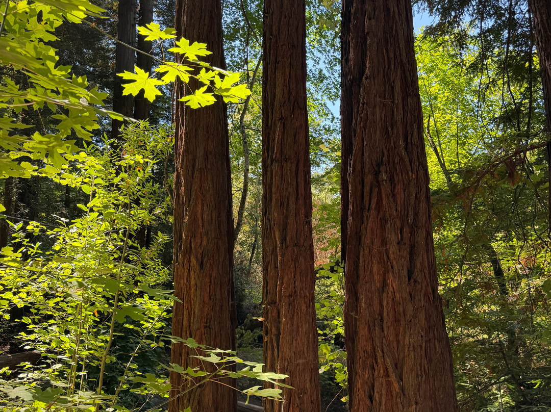 Bothe-Napa State Park-卡利斯托加必去景点